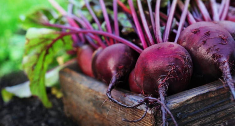 Beets one underrated medicinal food you must add to your diet today