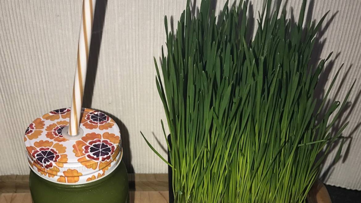 Wheatgrass, A Superfood with a Powerful Punch