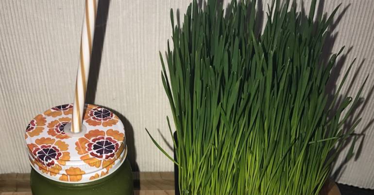 Wheatgrass, A Superfood with a Powerful Punch